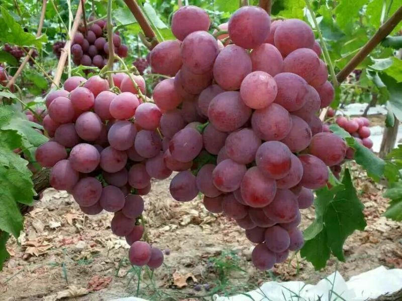 葡萄苗甜蜜蓝宝石、阳光玫瑰，技术指导签购苗合同