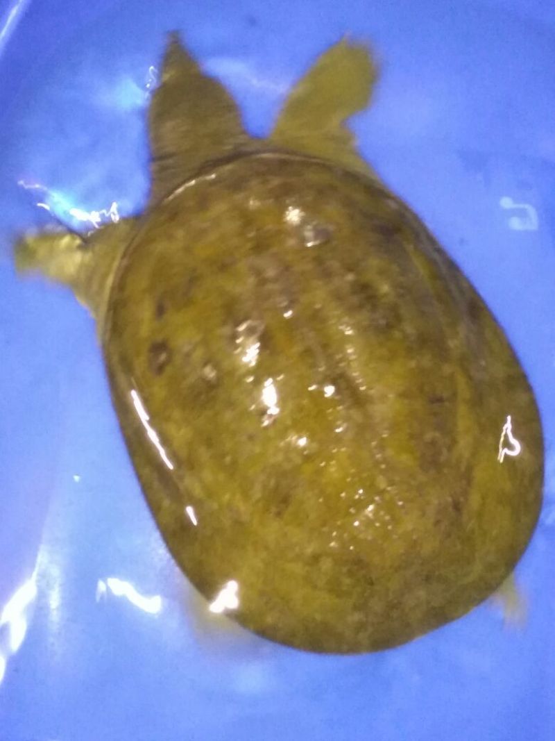 生态甲鱼1.5~2斤