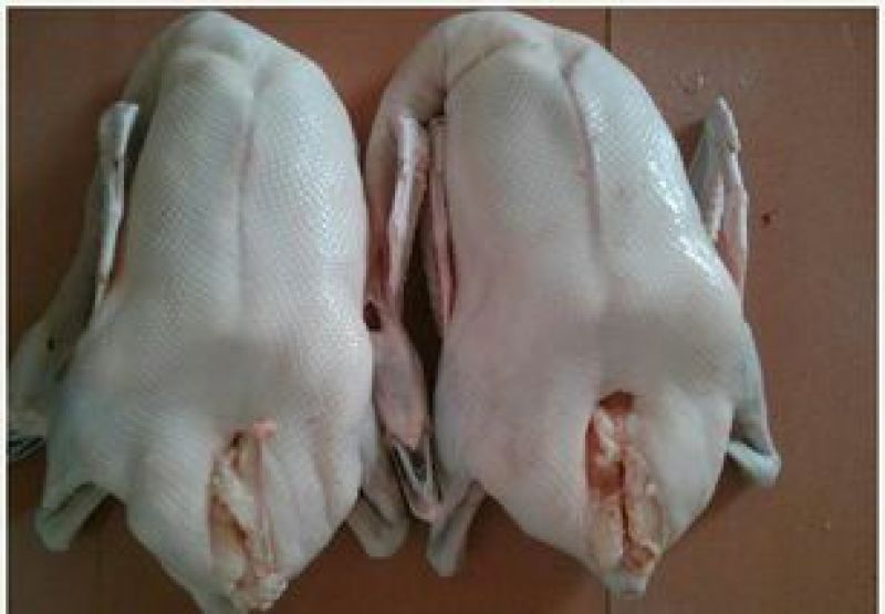 乌錝鹅苗60~70g