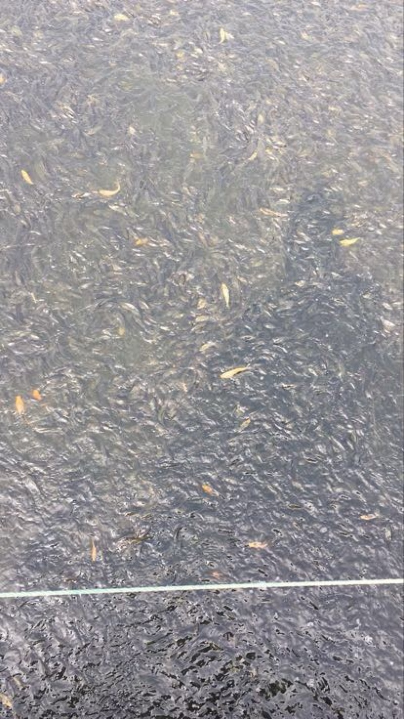 白鲢鱼苗