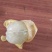 黄皮果苗20~30cmcm