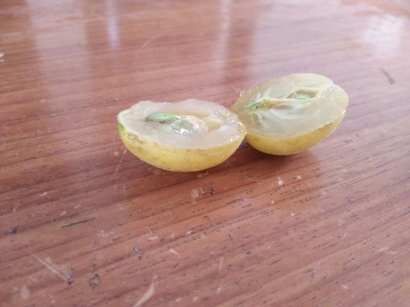 黄皮果苗20~30cmcm