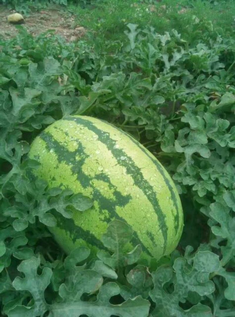 西农8号西瓜10斤打底9成熟1茬