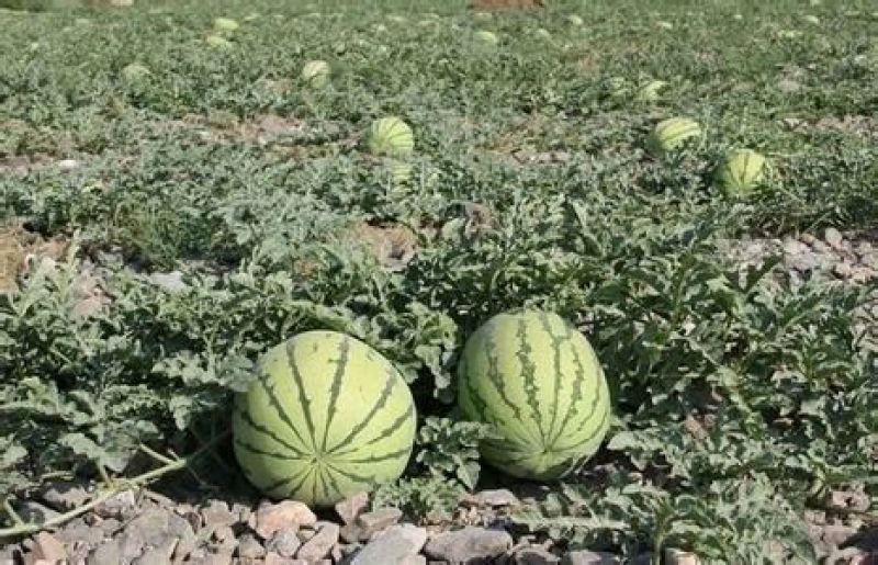 西农8号西瓜10斤打底9成熟1茬