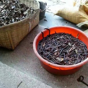 地龙干统货