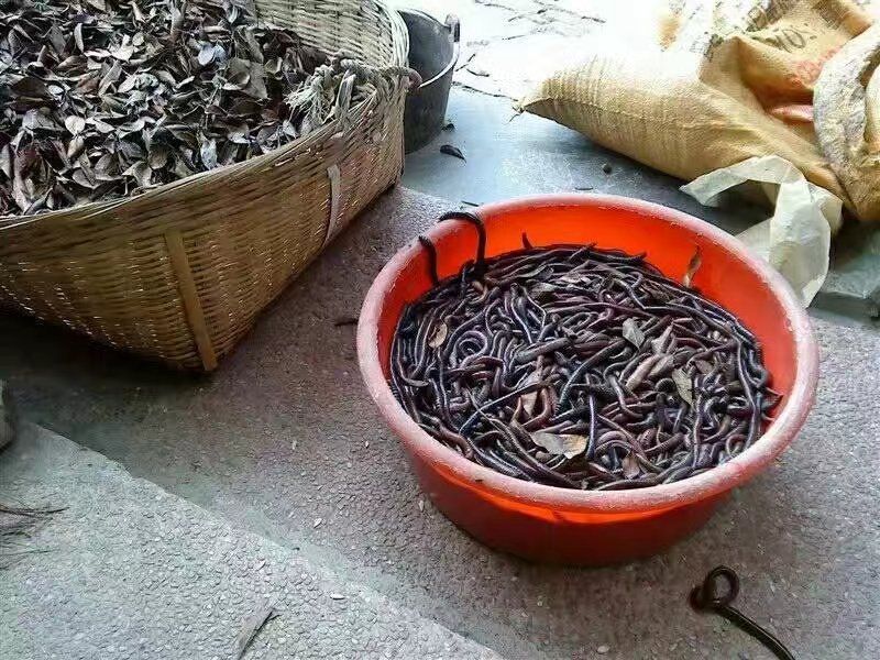 地龙干统货