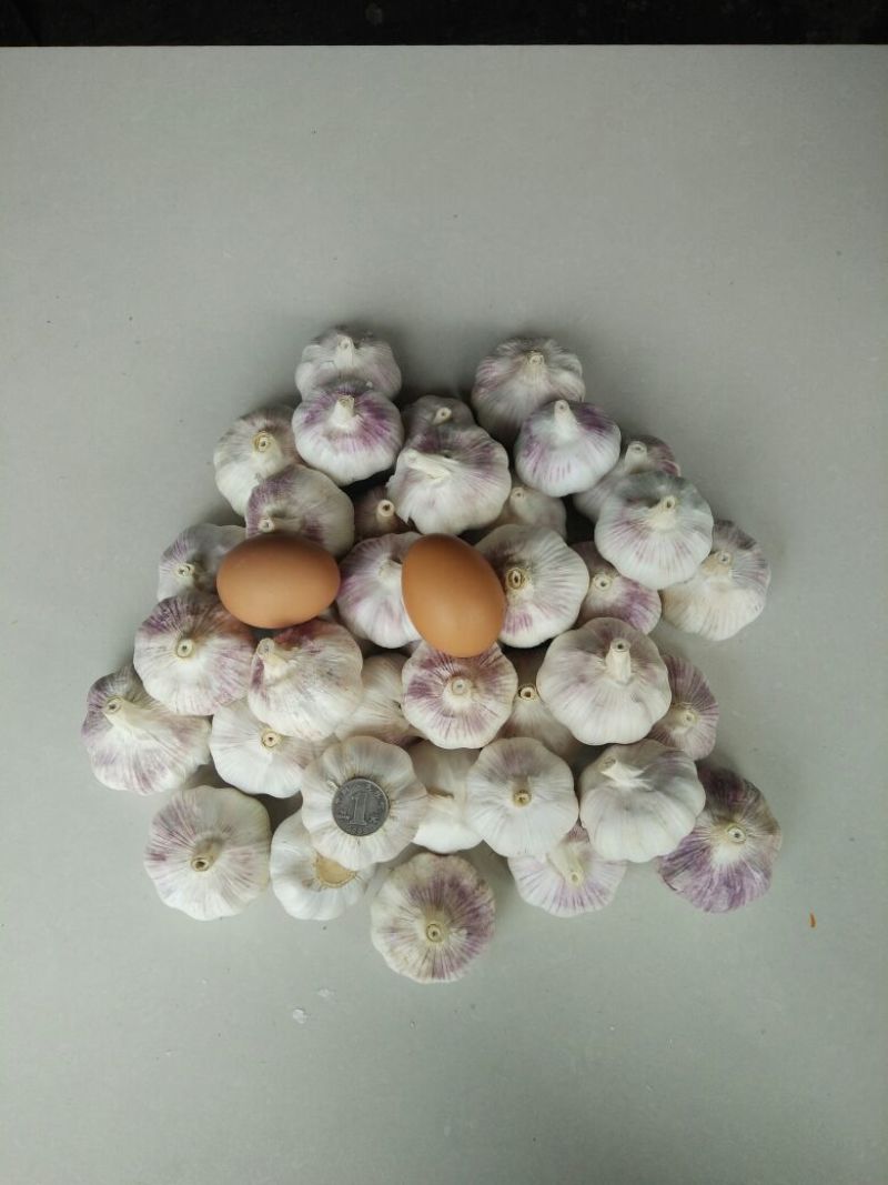 紫皮蒜5~5.5cm干蒜