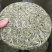 福鼎白茶一级