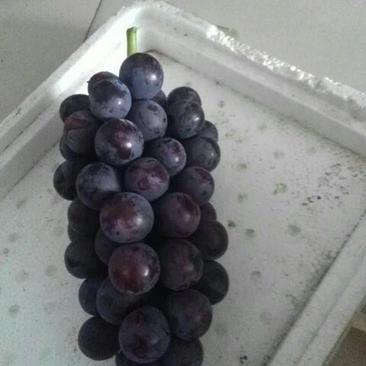 夏黑葡萄5%以下1~2斤口感甜串型漂亮