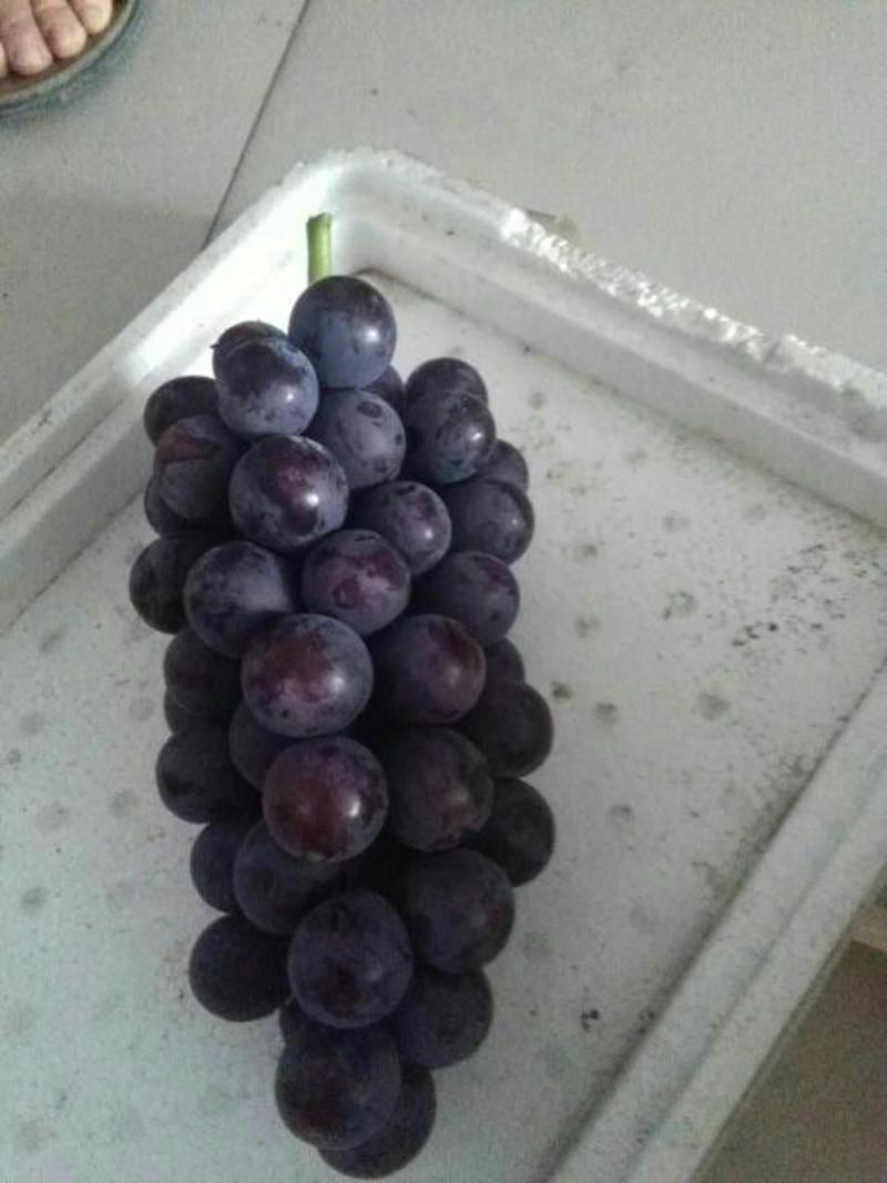 夏黑葡萄5%以下1~2斤口感甜串型漂亮