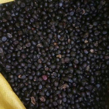 油牡丹苗油用牡丹籽9一斤