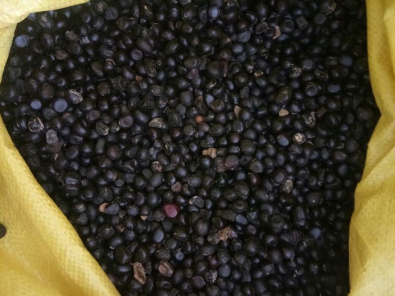 油牡丹苗油用牡丹籽9一斤