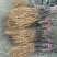 油牡丹苗油用牡丹籽9一斤