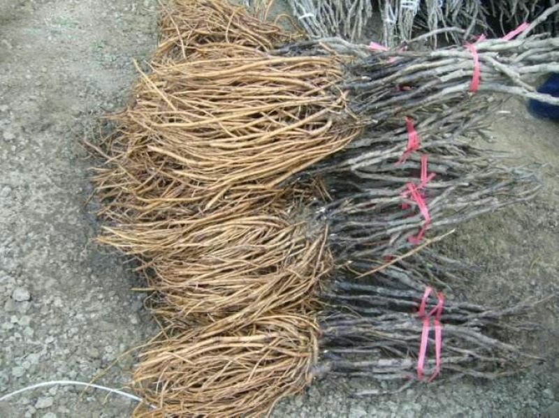 油牡丹苗油用牡丹籽9一斤