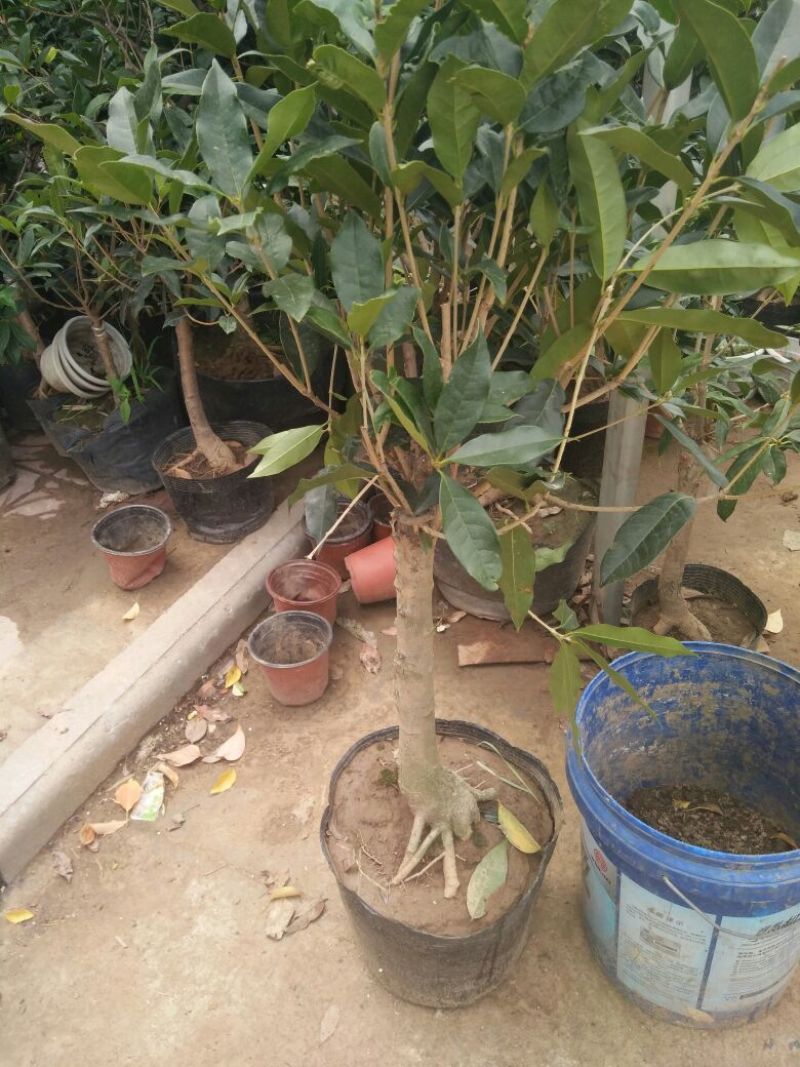 地栽大型四季桂花树苗庭院浓香花卉常青植物盆景金桂丹桂室内