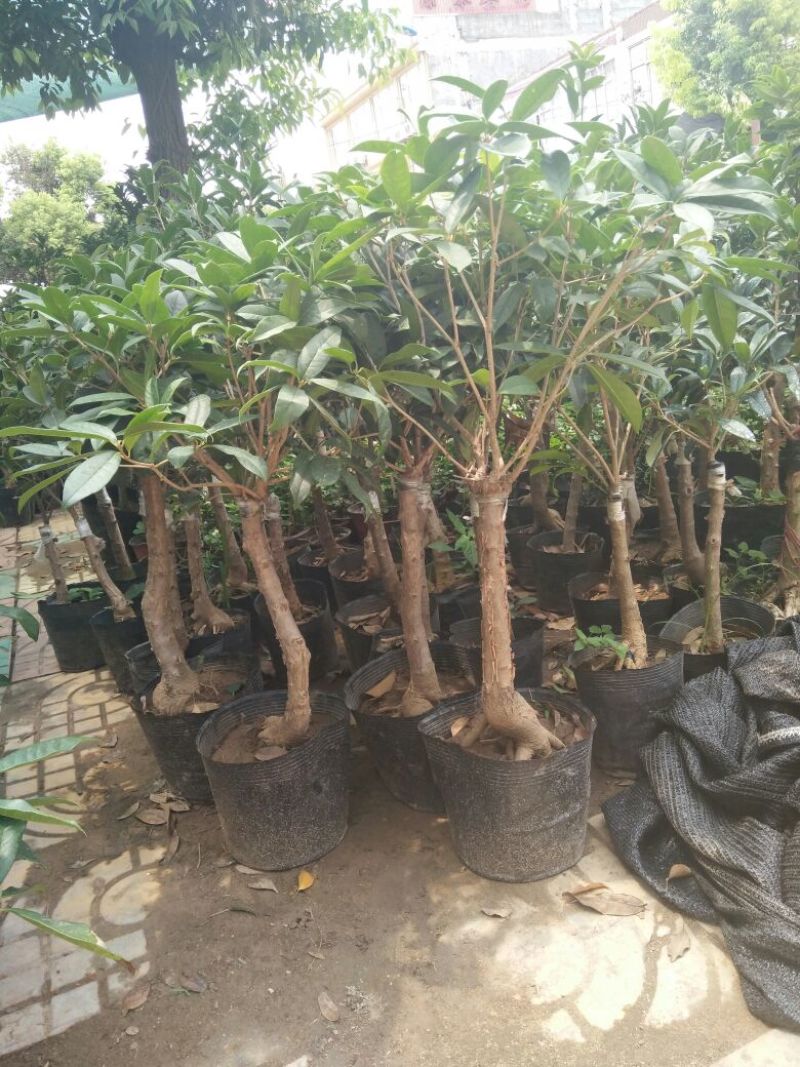 地栽大型四季桂花树苗庭院浓香花卉常青植物盆景金桂丹桂室内