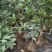 地栽大型四季桂花树苗庭院浓香花卉常青植物盆景金桂丹桂室内