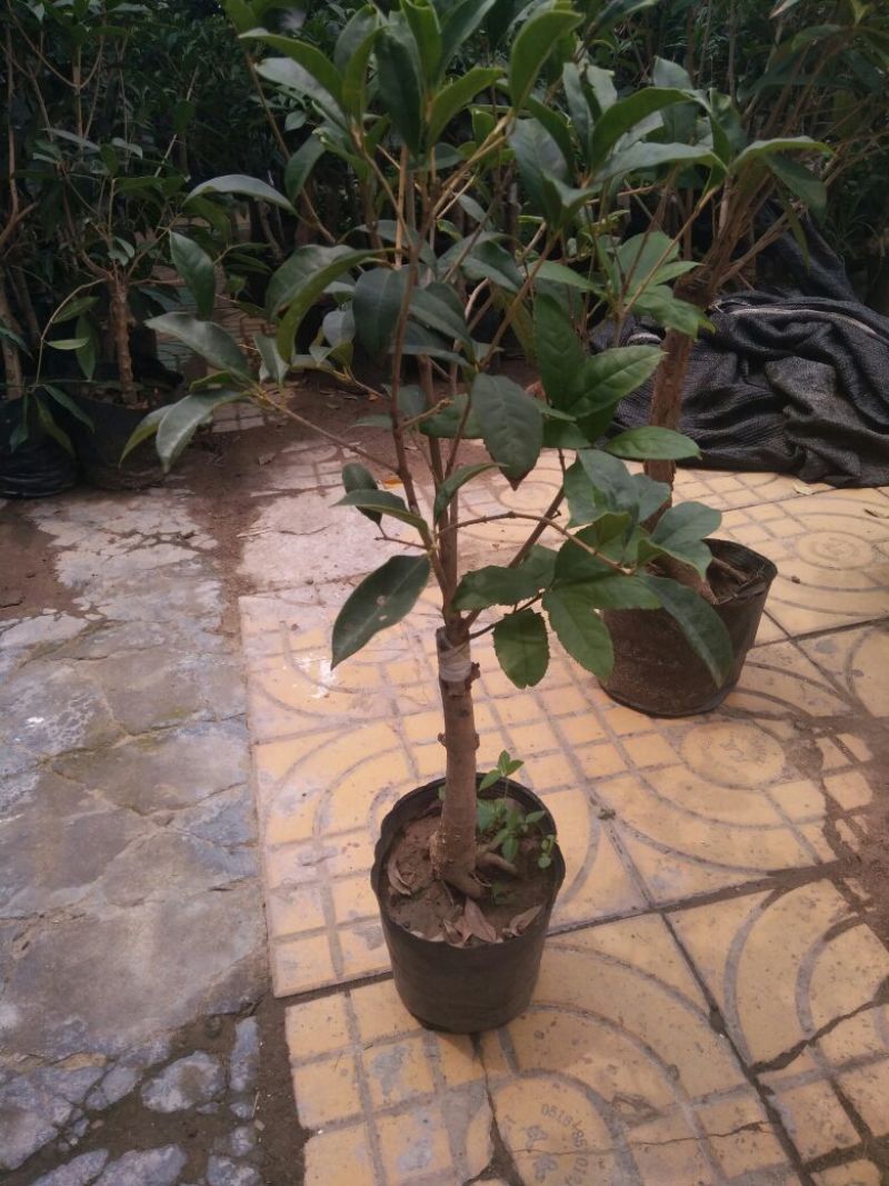 地栽大型四季桂花树苗庭院浓香花卉常青植物盆景金桂丹桂室内