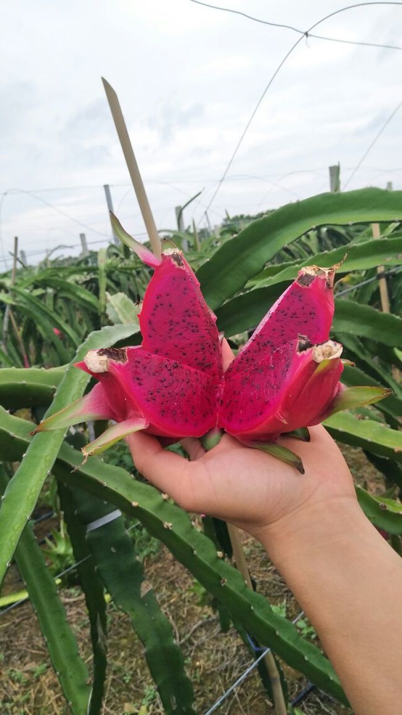 海南金都1号火龙果中（5-7两）