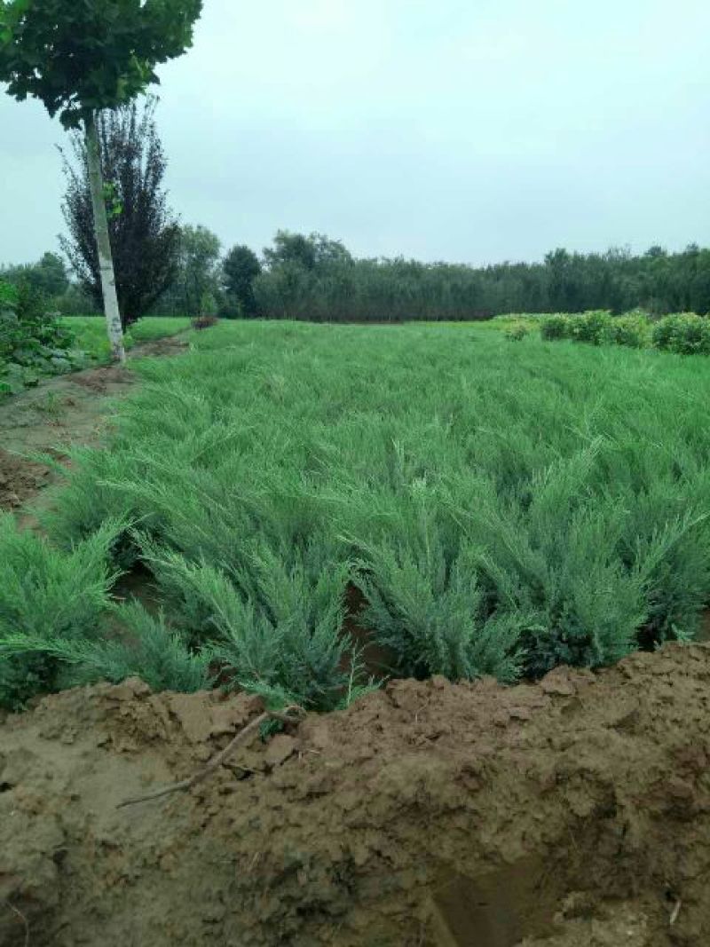 爬地柏铺地柏沙地柏40-50高绿篱用地被