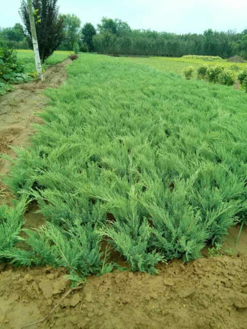爬地柏铺地柏沙地柏40-50高绿篱用地被