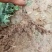 爬地柏铺地柏沙地柏40-50高绿篱用地被