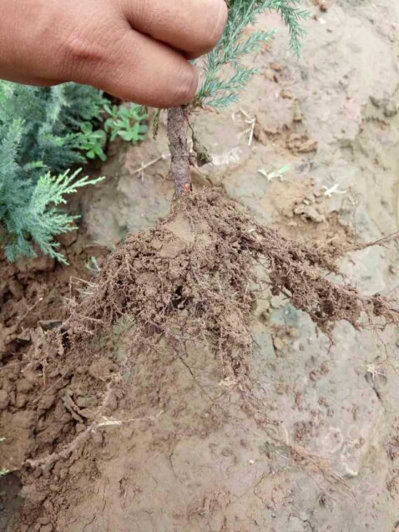 爬地柏铺地柏沙地柏40-50高绿篱用地被