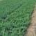 爬地柏铺地柏沙地柏40-50高绿篱用地被