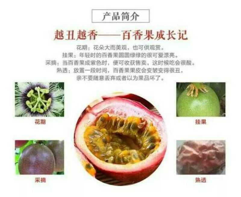 百香果5斤装