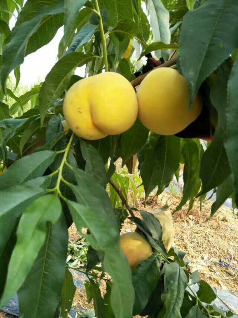 黄贵妃桃树苗70~80cm