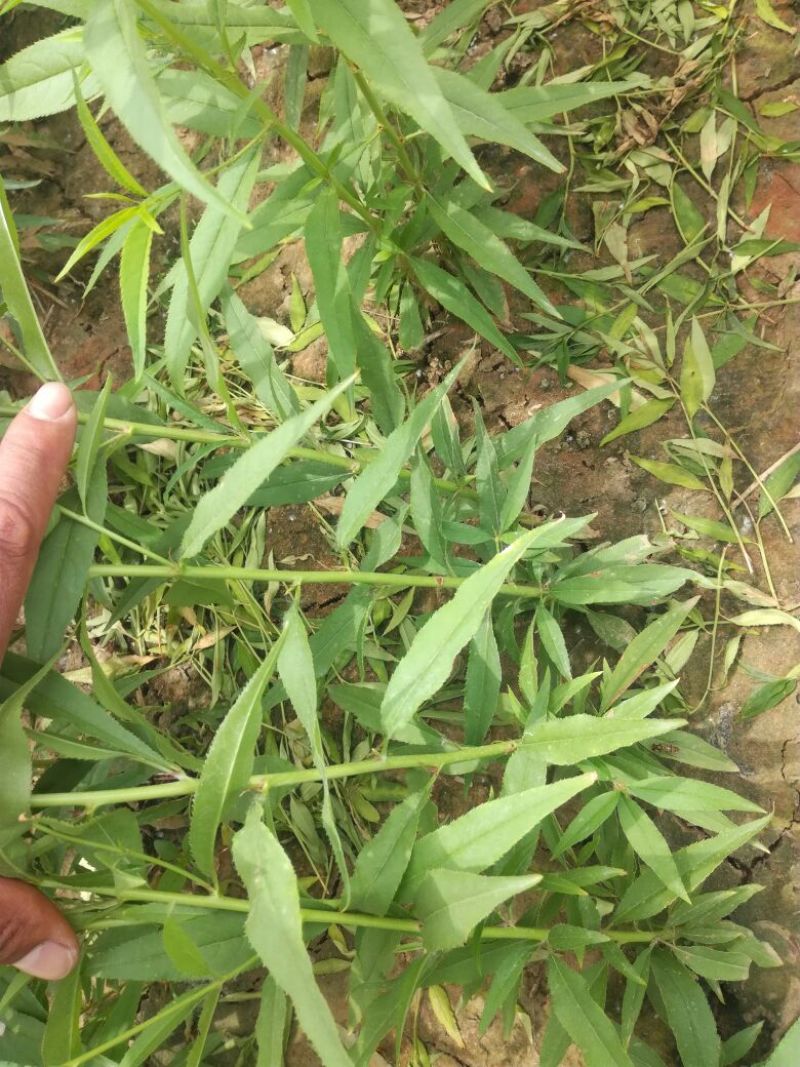 黄贵妃桃树苗70~80cm