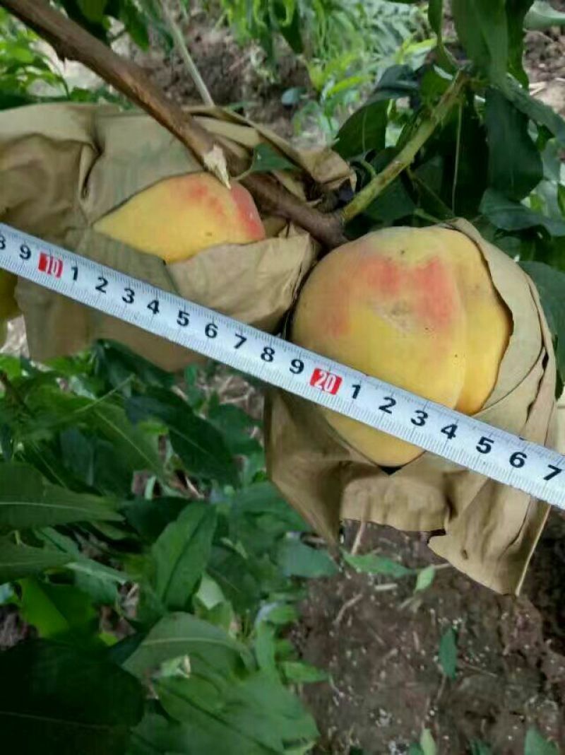 黄贵妃桃树苗70~80cm
