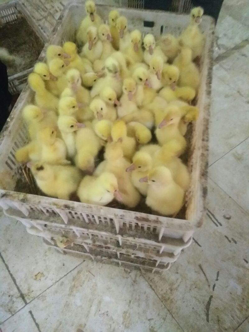 鹅苗250g以下