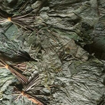 人参叶新货各种中药材批发质量保证