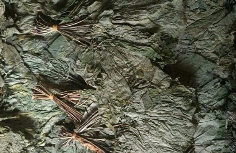 人参叶新货各种中药材批发质量保证