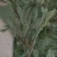 人参叶新货各种中药材批发质量保证