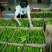 金花一号8斤打底9成熟1茬