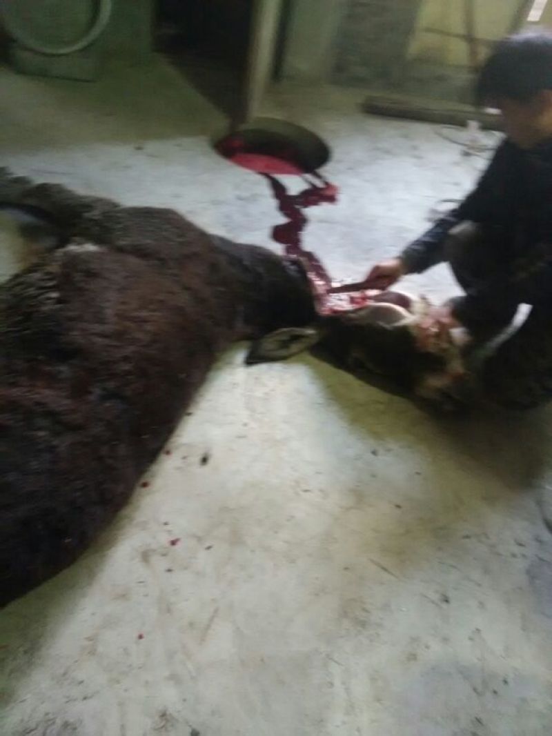 驴肉鲜货