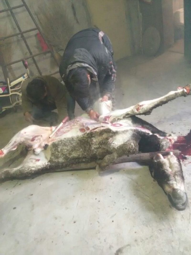 驴肉鲜货