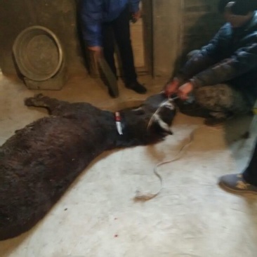 驴肉鲜货