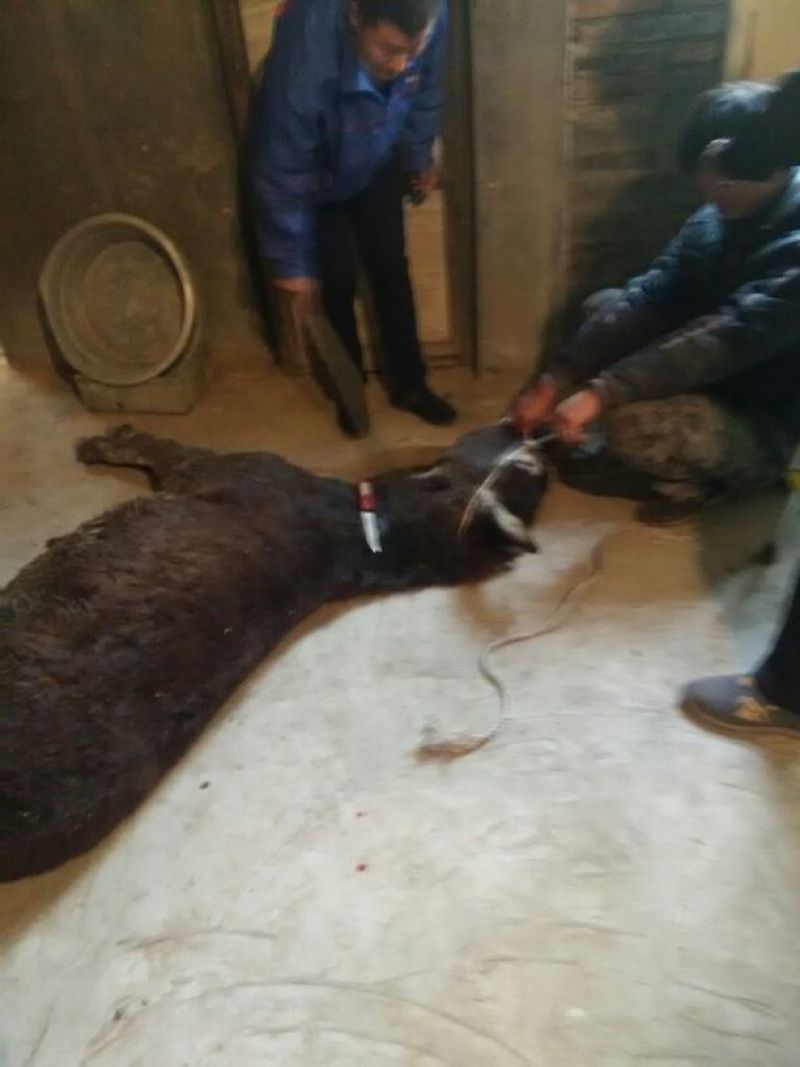 驴肉鲜货