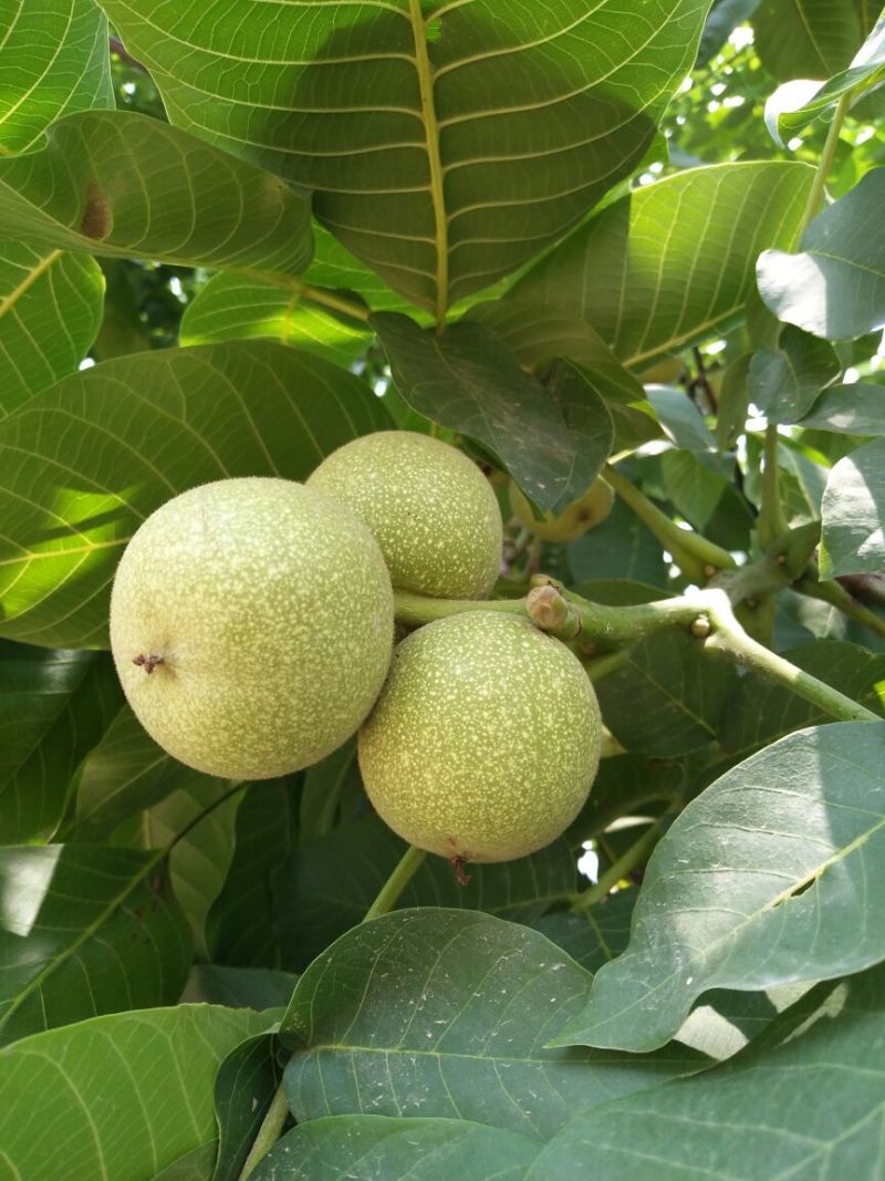 核桃苗二年苗50~100cm