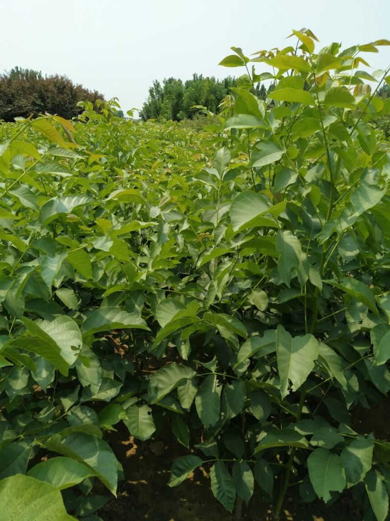 核桃苗二年苗50~100cm