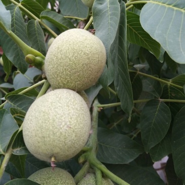 核桃苗二年苗50~100cm