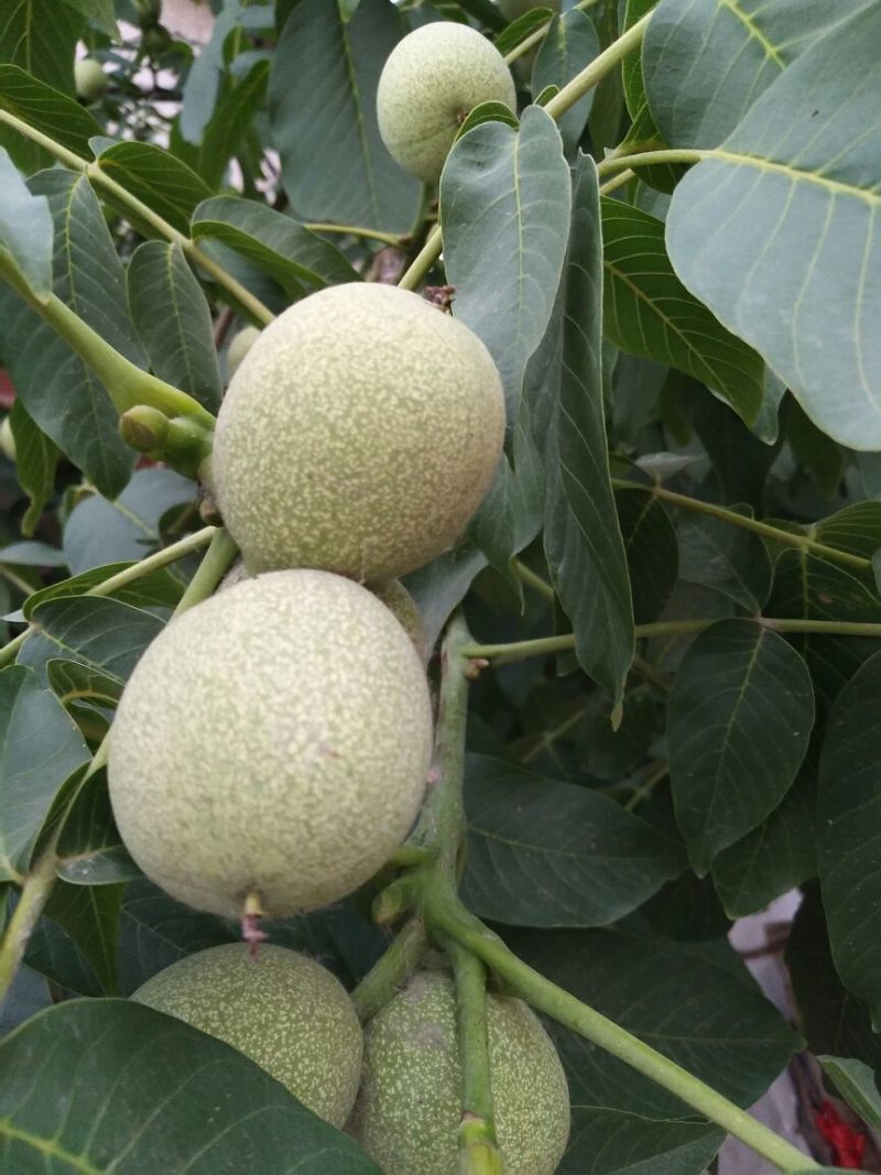 核桃苗二年苗50~100cm