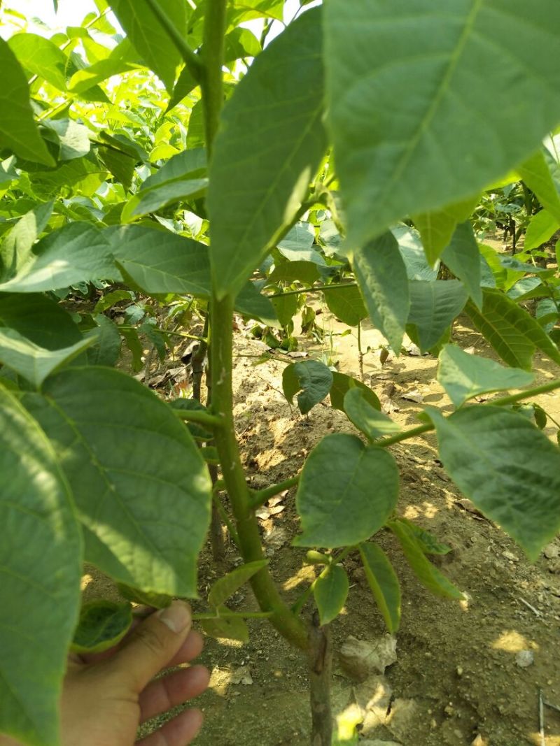 核桃苗二年苗50~100cm