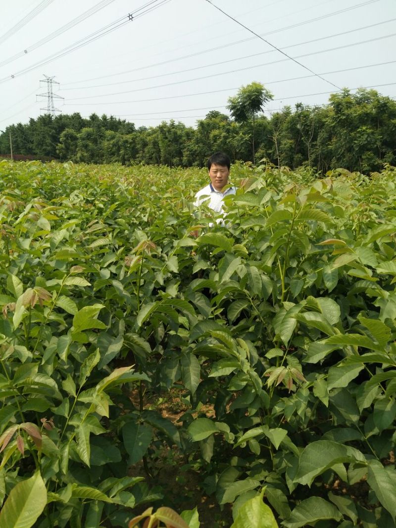 核桃苗二年苗50~100cm