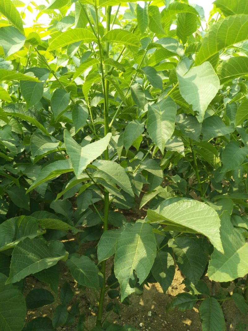 核桃苗二年苗50~100cm