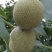 核桃苗二年苗50~100cm