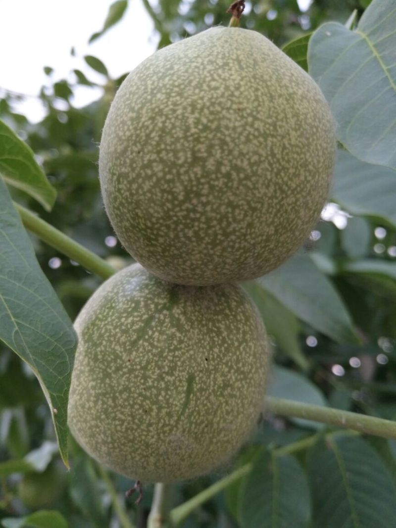 核桃苗二年苗50~100cm